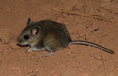 Deer Mouse