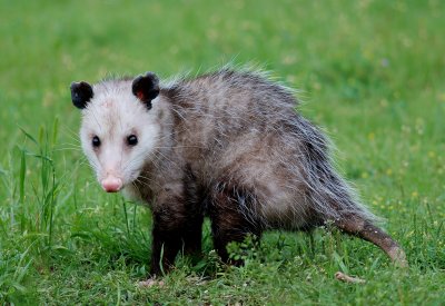 Opossum