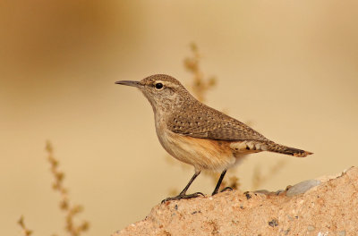 Rock Wren