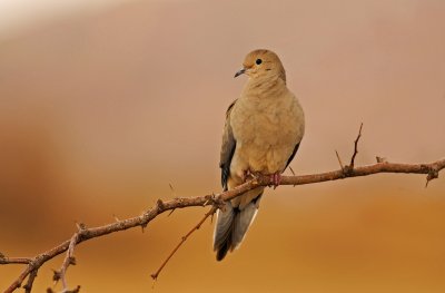 Mourning Dove
