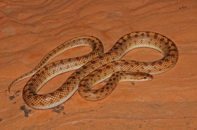 Desert Glossy Snake