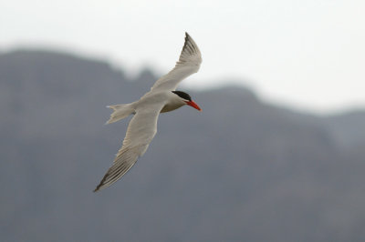 Caspian Tern