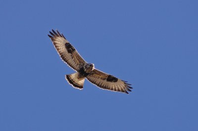 Rough-legged Hawk