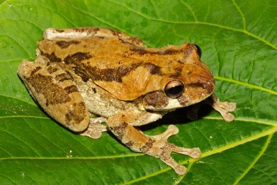 Mexican Treefrog