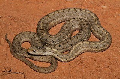 Wandering Gartersnake