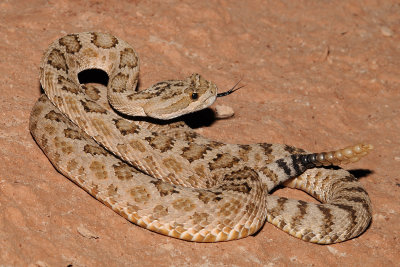 Grand Canyon Rattlesnake