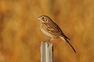 Vesper Sparrow