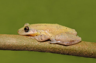 Stauffer's Treefrog