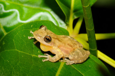 Stauffer's Treefrog