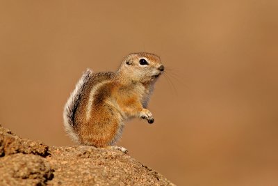 White-tailed Antelope Squirrel