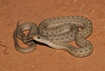 Wandering Gartersnake