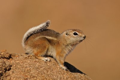 White-tailed Antelope Squirrel