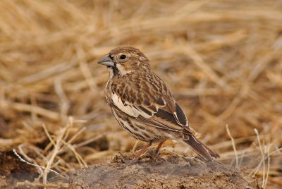 Lark Bunting