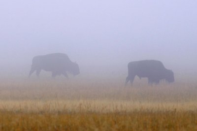 Bison in Early Morning Fog