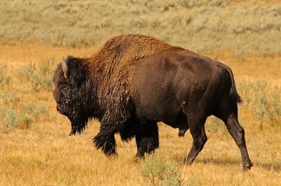 Bison