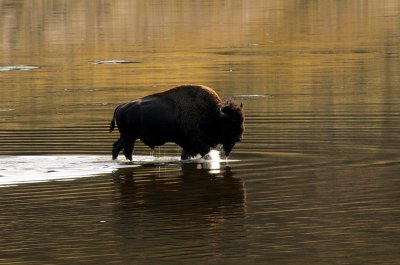 Bison crossing Yellowstone River