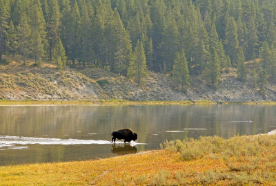 Bison crossing Yellowstone River