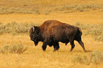 Bison