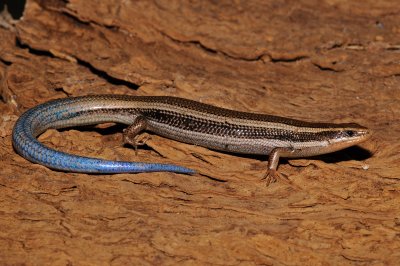 Great Basin Skink