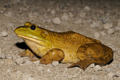 American Bullfrog