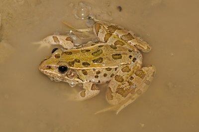Plains Leopard Frog
