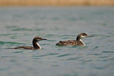 Pacific Loon and Common Loon