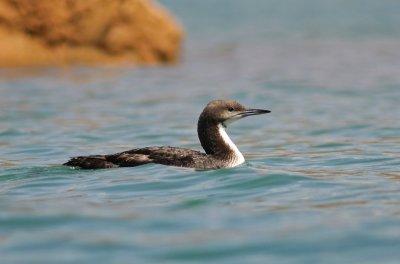 Pacific Loon