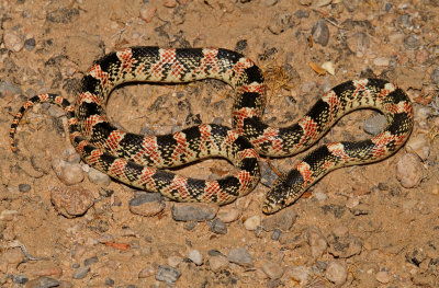 Long-nosed Snakes