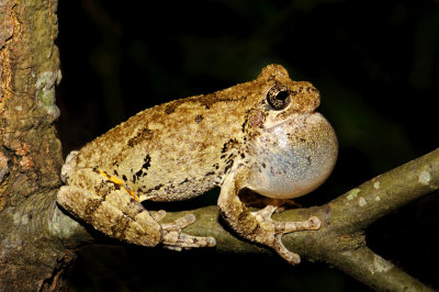 Cope's Gray Treefrog