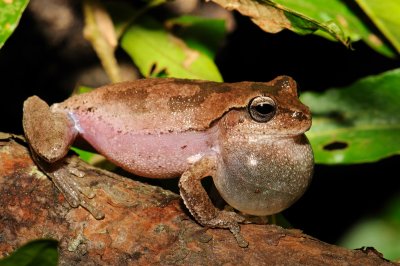 Pine Woods Treefrog
