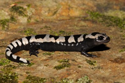 Marbled Salamander