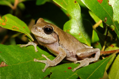 Pine Woods Treefrog