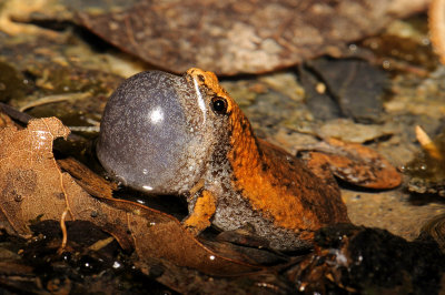 Narrow-mouthed Toads