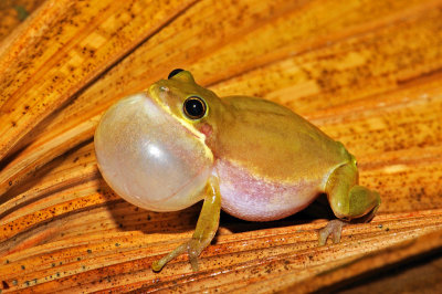 Squirrel Treefrog
