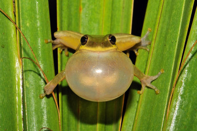 Squirrel Treefrog