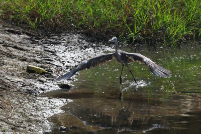 BIRD GREY HERON_0001.JPG