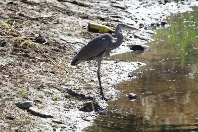 BIRD GREY HERON_0002.JPG