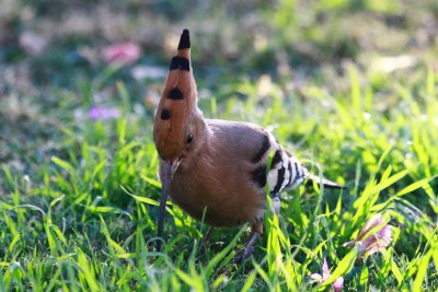 BIRD Hoopoe0001.JPG