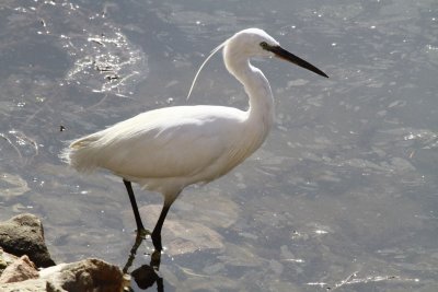 BIRD LITTLE WHITE EGRET_0001.JPG