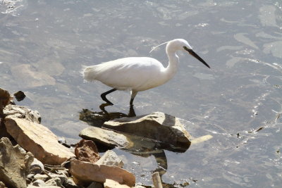 BIRD LITTLE WHITE EGRET_0002.JPG