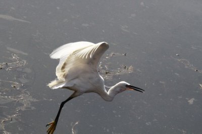 BIRD LITTLE WHITE EGRET_0003.JPG