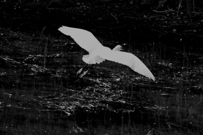 BIRD LITTLE WHITE EGRET_0004.JPG