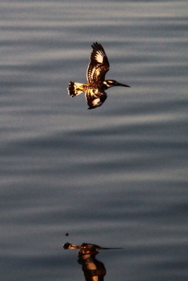 BIRD Pied Kingfisher_0001.JPG