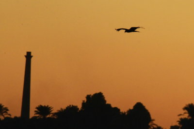 Maritim Luxor Hotel_0013.JPG