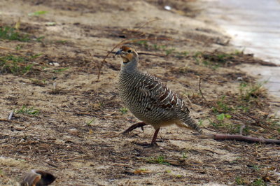 DSC01090.JPG