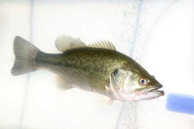 Largemouth Bass