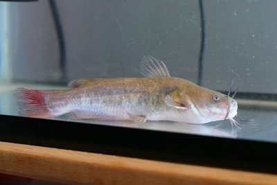 Brown Bullhead catfish