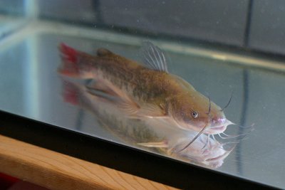 Brown Bullhead catfish