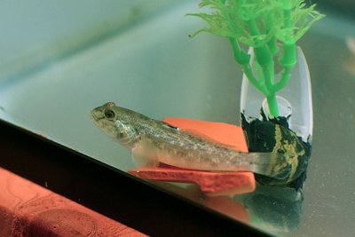 Round goby (Neogobius melanostomus)