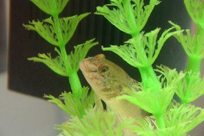 Round goby (Neogobius melanostomus)